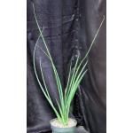Sansevieria cv Midnight Star 8-inch pots