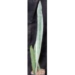 Sansevieria metallica cv Tenzan one-gallon pots