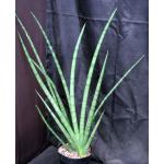 Sansevieria cylindrica cv Skyline 8-inch pots