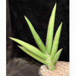 Sansevieria disticha (Lav 23154) 2-gallon pots