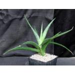 Sansevieria downsii (Downs 1775) one-gallon pots