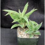 Sansevieria dumetescens (WY 1157) 5-inch pots