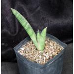 Sansevieria eilensis one-gallon pots