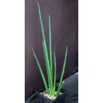 Sansevieria erythraeae one-gallon pots