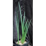 Sansevieria erythraeae one-gallon pots