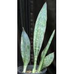 Sansevieria sp. (ES 1847, Dodoma, Tanzania) 2-gallon pots