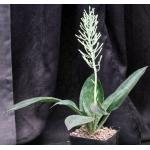 Sansevieria fasciata one-gallon pots
