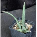 Sansevieria fischeri one-gallon pots