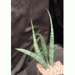 Sansevieria fischeri one-gallon pots