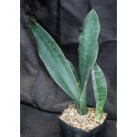 Sansevieria forskaliana (Yemen) one-gallon pots