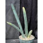 Sansevieria hallii 8-inch pots