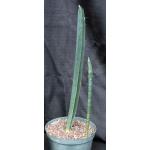 Sansevieria hallii (large form) 10-inch pots