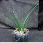 Sansevieria hargeisana (Lav 7382) 5-inch pots