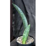 Sansevieria humiflora cv Hawaiian Star 8-inch pots