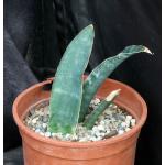 Sansevieria humiflora (Strasbourg Botanical Gardens) 2-gallon po