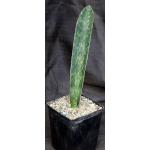 Sansevieria humiflora cv Hawaiian Star one-gallon pots