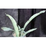 Sansevieria kirkii var. kirkii 10-inch pots