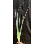 Sansevieria lavranii (Kenya, WY 1158) one-gallon pots