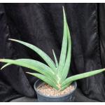 Sansevieria lavranii (Lav 24688) 2-gallon pots