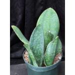 Sansevieria masoniana 10-inch pots