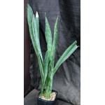 Sansevieria metallica one-gallon pots