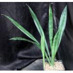 Sansevieria metallica (van Jaarsveld 87) one-gallon pots