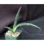 Sansevieria mikephillipsii 4-inch pots