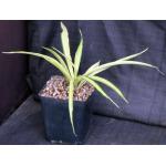 Sansevieria parva (variegated) one-gallon pots