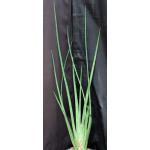 Sansevieria pearsonii (Transvaal form) one-gallon pots