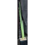 Sansevieria pearsonii cv Blue Clone one-gallon pots