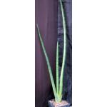 Sansevieria pearsonii (variegated) one-gallon pots