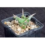Sansevieria pinguicula (Bally 9386) 4-inch pots