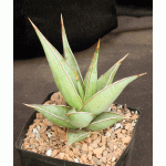 Sansevieria pinguicula one-gallon pots