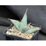 Sansevieria pinguicula (large form) 5-inch pots