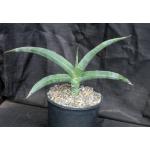 Sansevieria powellii 2-gallon pots