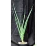 Sansevieria robusta (Bhitala 1006) 2-gallon pots