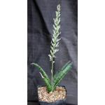Sansevieria roxburghiana (Vandalur Hill, India) one-gallon pots