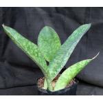 Sansevieria rugosifolia (Bhitala 1018) one-gallon pots
