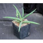 Sansevieria sp. aff. bella (ES 22269) one-gallon pots