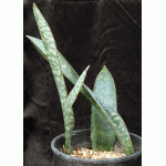 Sansevieria sp. (Mbaga Mountain, Tanzania) 3-gallon pots