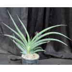 Sansevieria sp. aff. rorida (WY 1186) 2-gallon pots