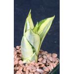 Sansevieria trifasciata var. hahnii cv Golden 4-inch pots