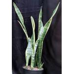 Sansevieria trifasciata var. laurentii 3-gallon pots