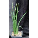 Sansevieria volkensii (WY 1048) one-gallon pots