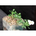 Sarcocaulon (Monsonia) vanderietiae 4-inch pots