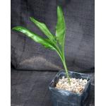 Scadoxus multiflorus var. multiflorus 5-inch pots