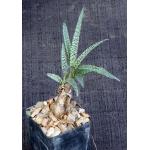 Scilla sp. aff violacea 2-inch pots