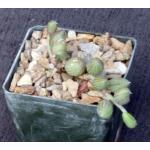 Senecio herreanus 3-inch pots