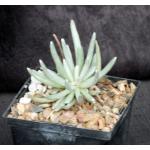 Senecio scaposus 5-inch pots