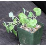 Senecio tropaeolifolius 4-inch pots